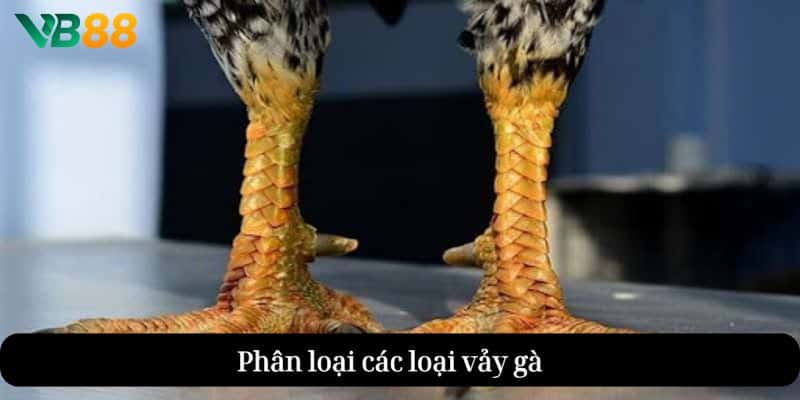 các loại vảy gà